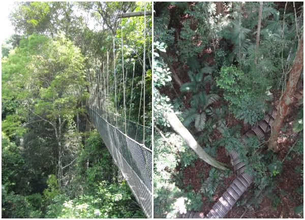 vue panorama vertige canopée canopy walk walkway pont suspendu taman negara