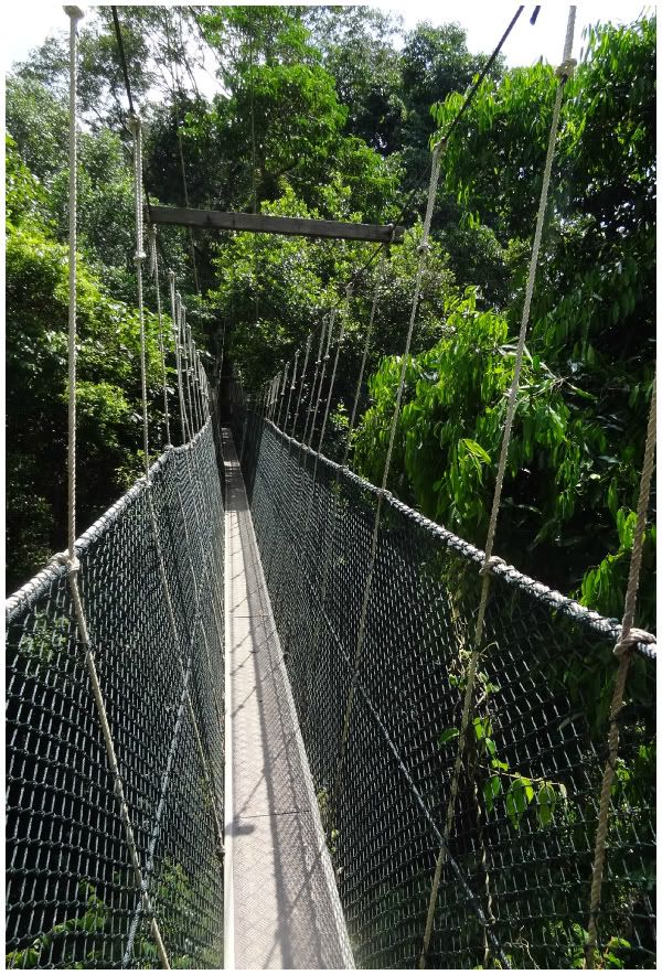 canopy walkway taman negara malaisie pont suspendu