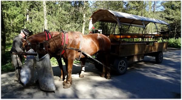 excursion charrette cheval chevaux carrioles caleche morskie oko zakopane pologne