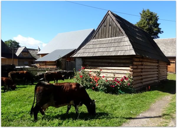 vache chalet village bois chocholow zakopane pologne