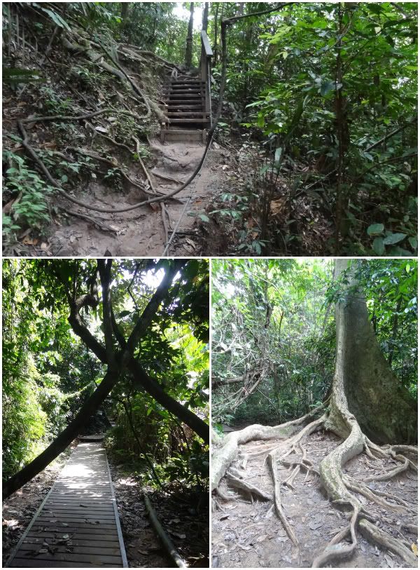 taman negara parc national malaisie marche rando randonnée trek