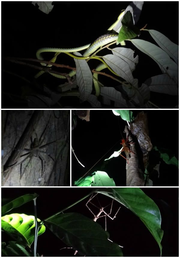 night walk promenade marche nuit jungle taman
negara malaisie serpent insecte