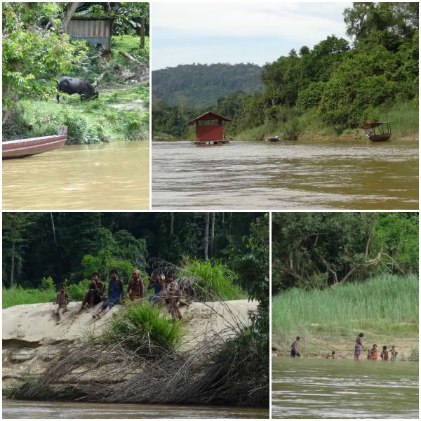 rives kuala tembeling taman negara enfant buffle