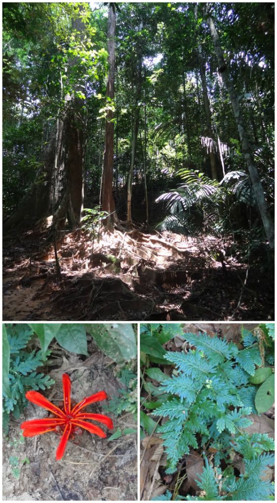 marche rando flore fleur jungle foret tropicale taman negara