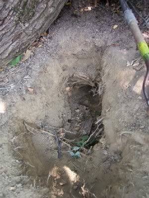 rooty_hole.jpg