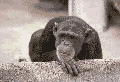 MonkeysaysNO.gif