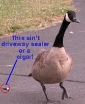 goose.jpg