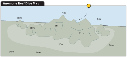 Koh Phi Phi Diving - Anemone Reef