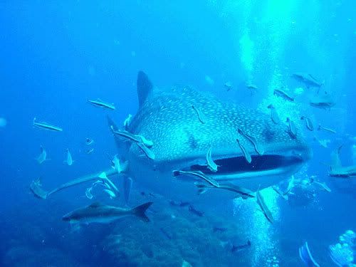 Diving seasons, Thailand