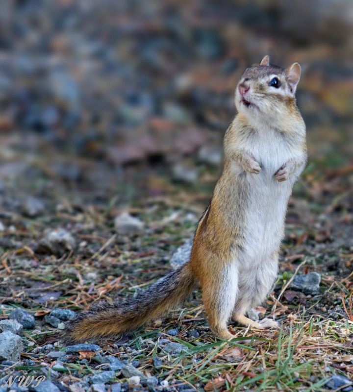 IMAGE: http://i111.photobucket.com/albums/n147/chrisa62401/7816510446_0f3cd1dbe7_b.jpg