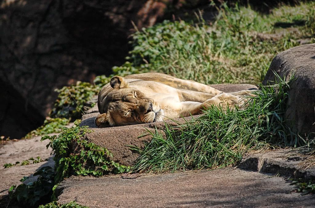 IMAGE: http://i111.photobucket.com/albums/n147/chrisa62401/DSC_0039.jpg