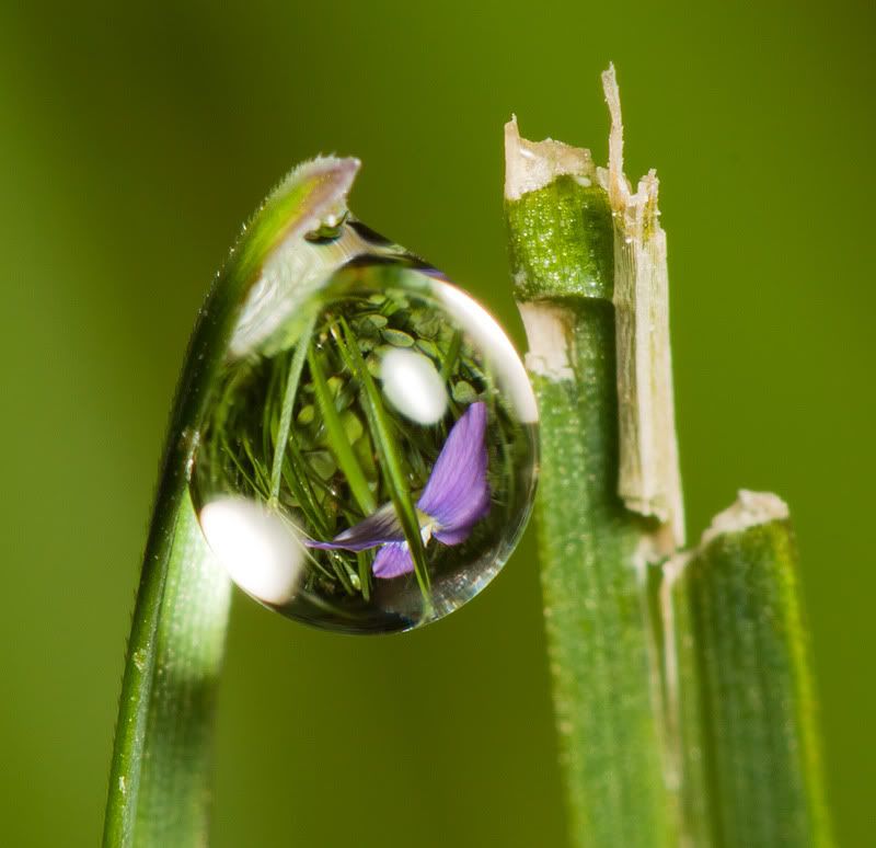 IMAGE: http://i111.photobucket.com/albums/n147/chrisa62401/DewDrop.jpg
