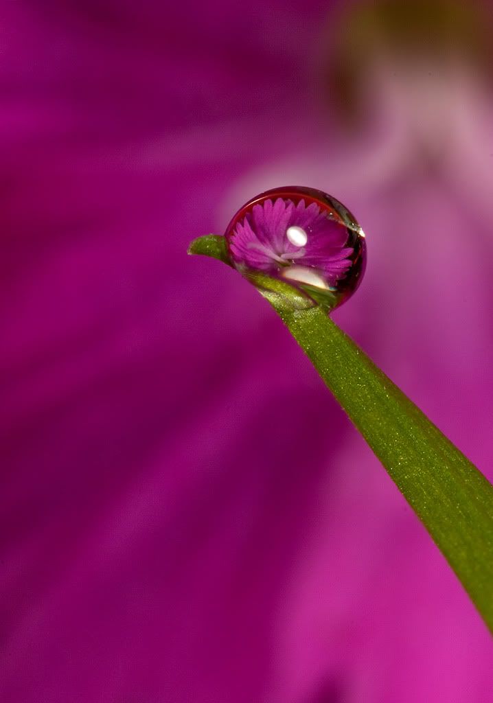 IMAGE: http://i111.photobucket.com/albums/n147/chrisa62401/Drop22b.jpg