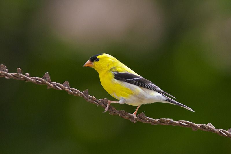 IMAGE: http://i111.photobucket.com/albums/n147/chrisa62401/IMG_1863.jpg