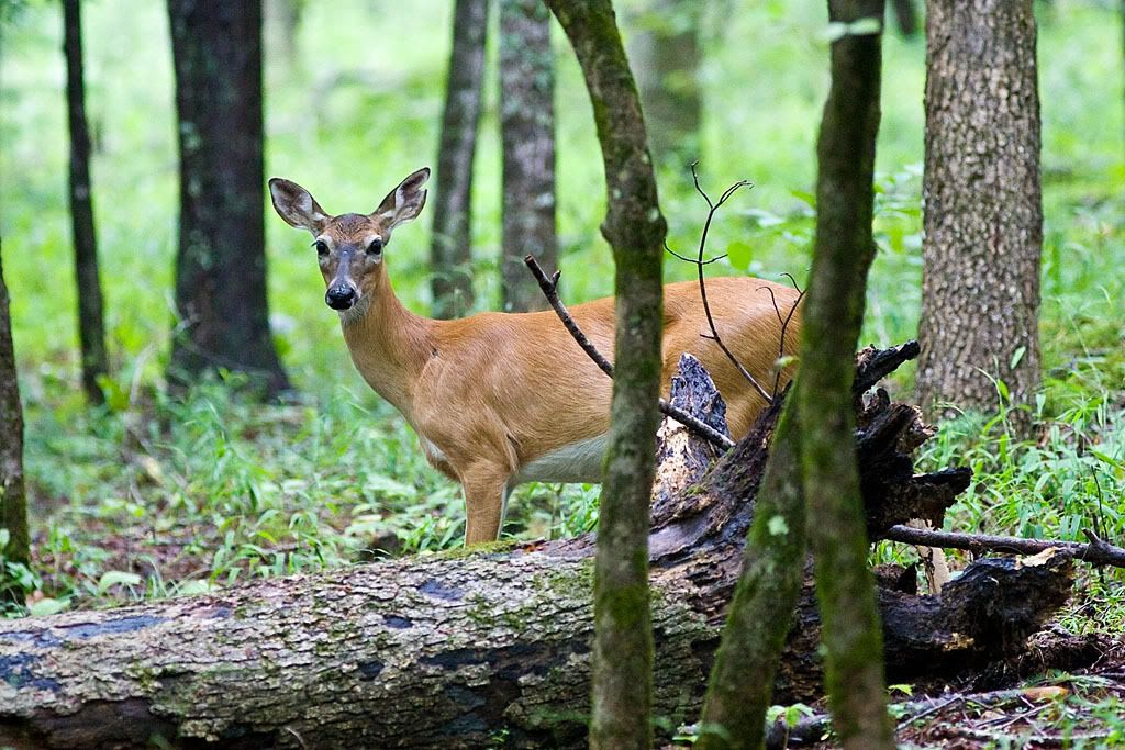 IMAGE: http://i111.photobucket.com/albums/n147/chrisa62401/IMG_4652.jpg