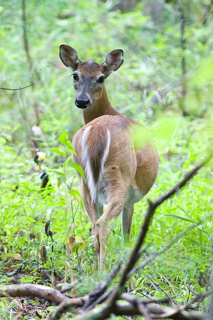 IMAGE: http://i111.photobucket.com/albums/n147/chrisa62401/IMG_4662.jpg