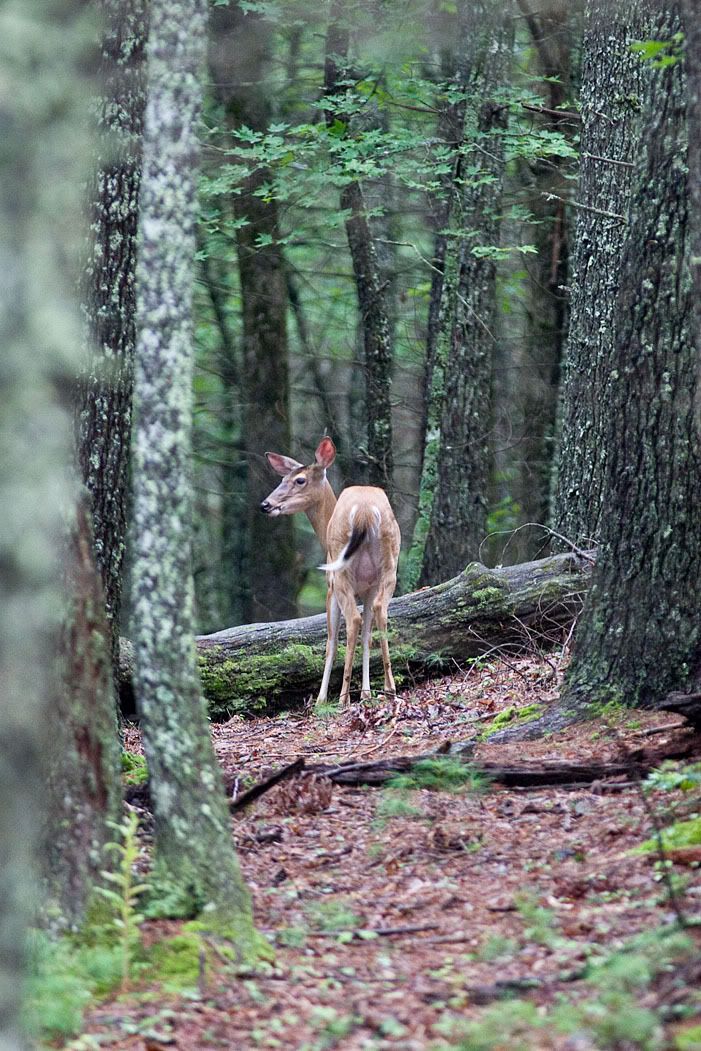 IMAGE: http://i111.photobucket.com/albums/n147/chrisa62401/IMG_4668.jpg