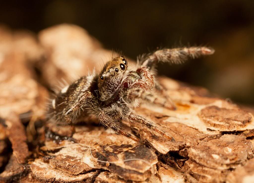 IMAGE: http://i111.photobucket.com/albums/n147/chrisa62401/IMG_5401-1.jpg