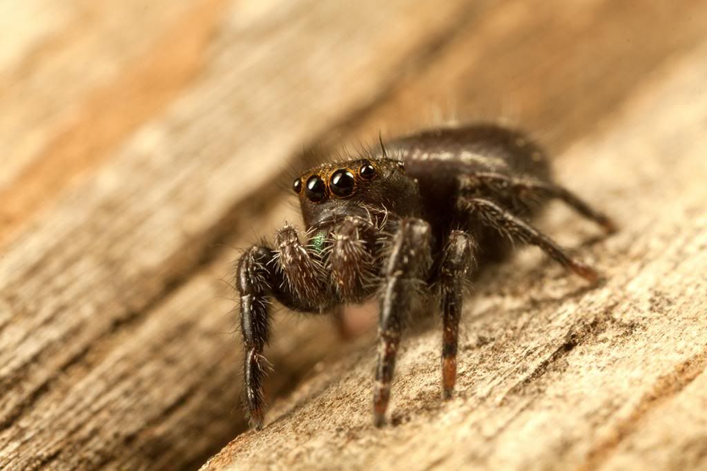 IMAGE: http://i111.photobucket.com/albums/n147/chrisa62401/IMG_5415.jpg