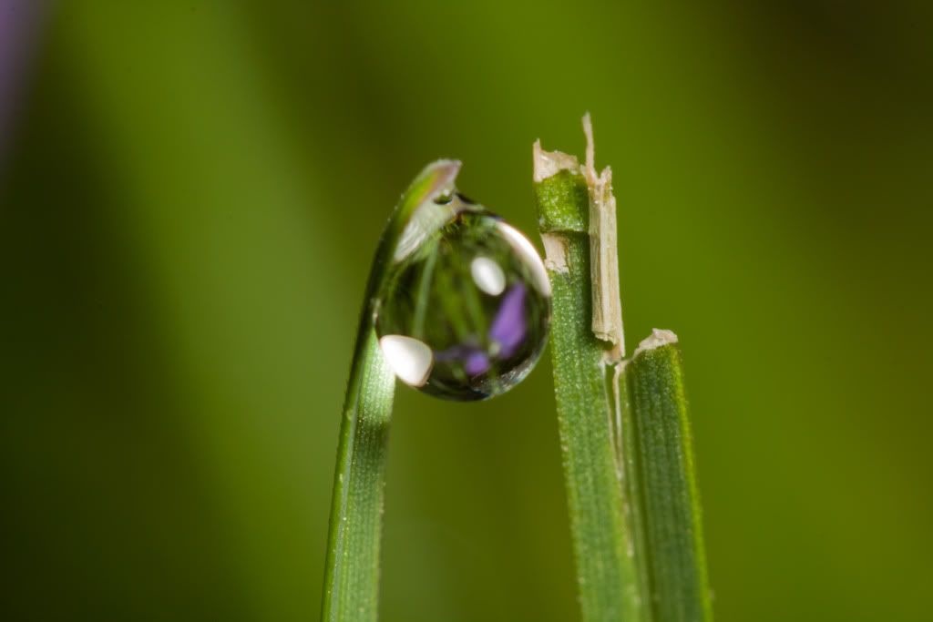 IMAGE: http://i111.photobucket.com/albums/n147/chrisa62401/IMG_9930.jpg