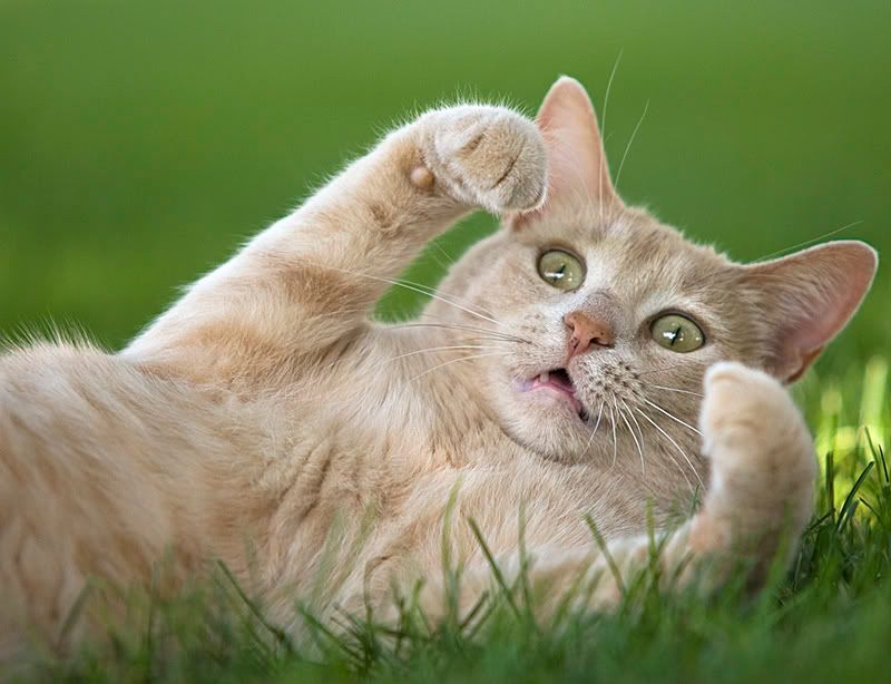 IMAGE: http://i111.photobucket.com/albums/n147/chrisa62401/Tabby.jpg