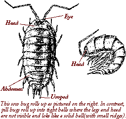 pill bug