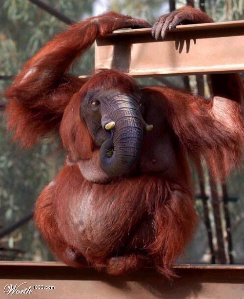 Фотожаб животных