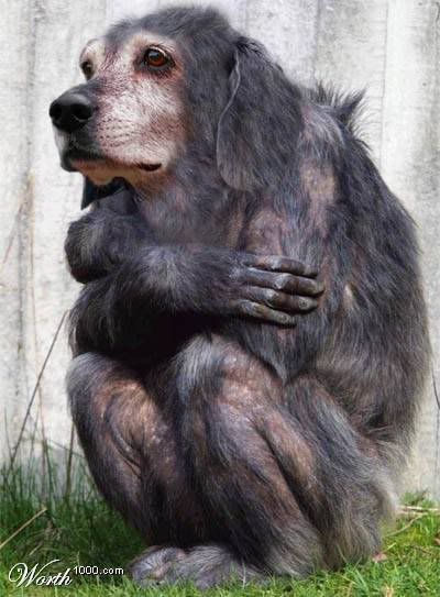 Фотожаб животных