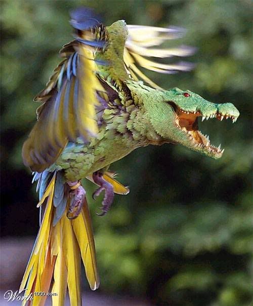 Фотожаб животных