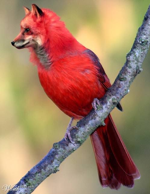 Фотожаб животных