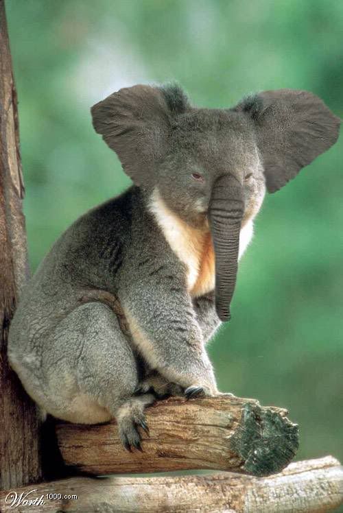 Фотожаб животных