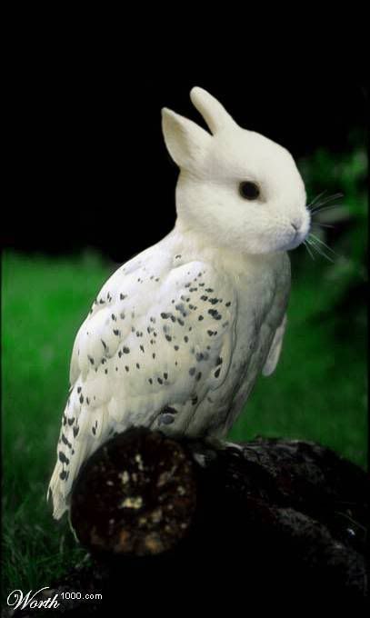 Фотожаб животных