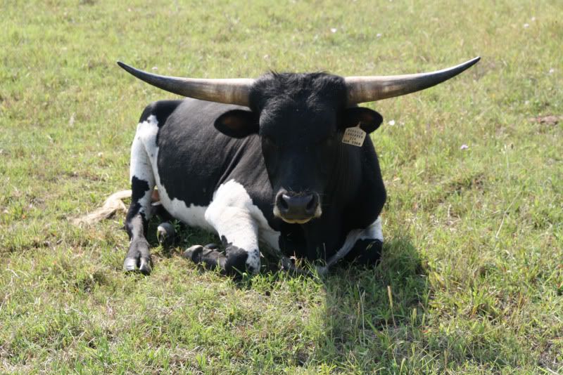 Pantywaste calf - Cattle
