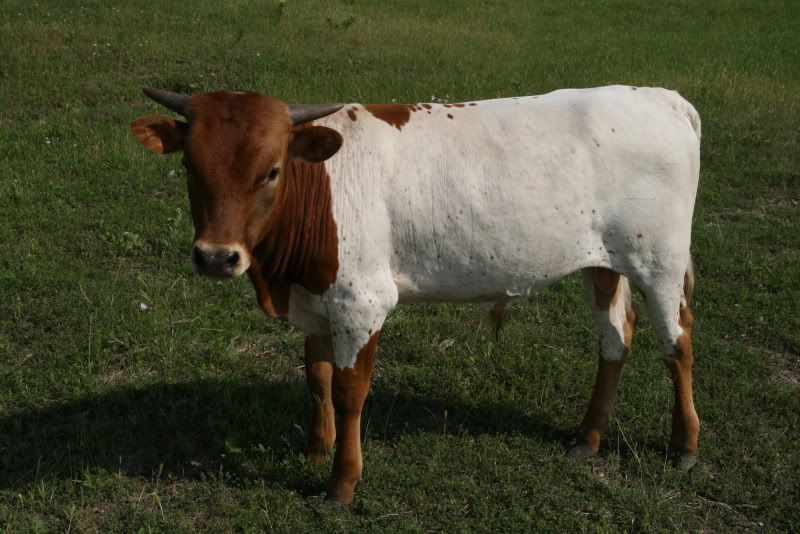Pantywaste calf - Cattle