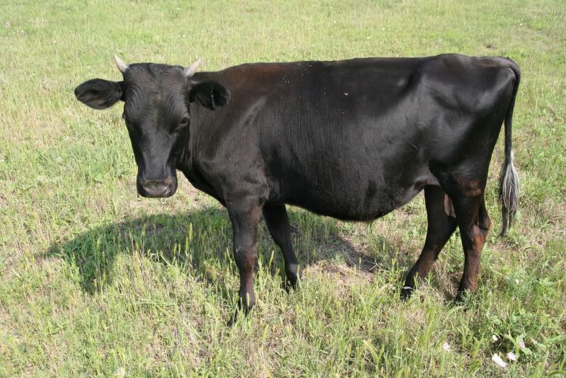 Pantywaste calf - Cattle