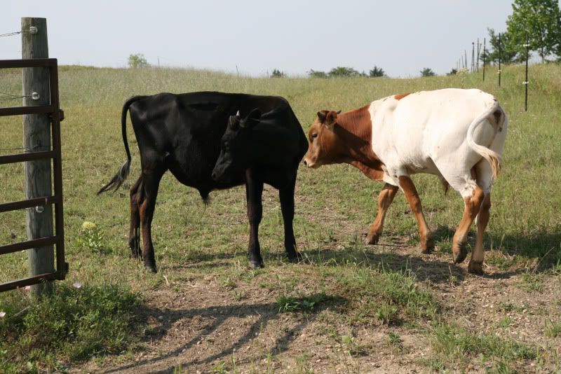 Pantywaste calf - Cattle
