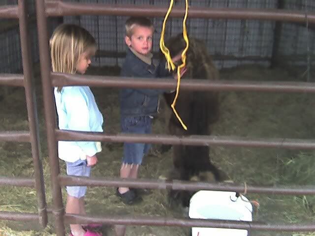 Sell me on Dexters - Cattle