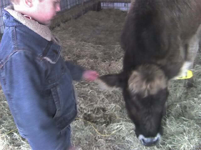 Sell me on Dexters - Cattle