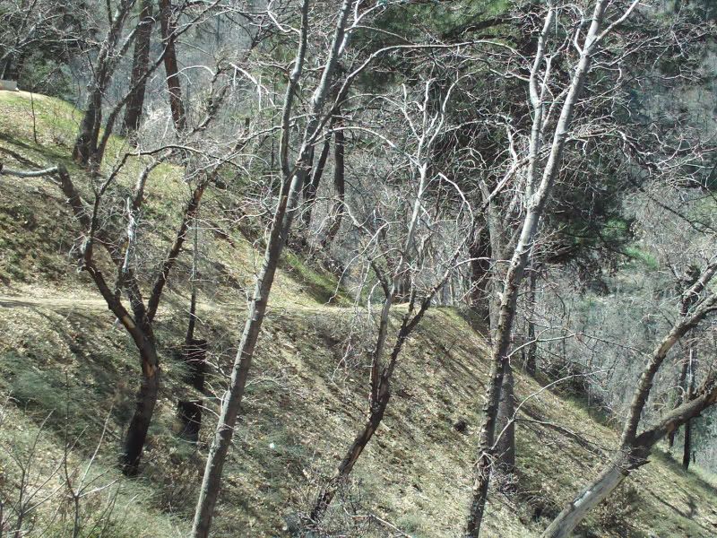 Lake Arrowhead,Forest,San Bernardino Mountains