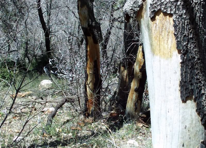 San Bernardino Mountains 7