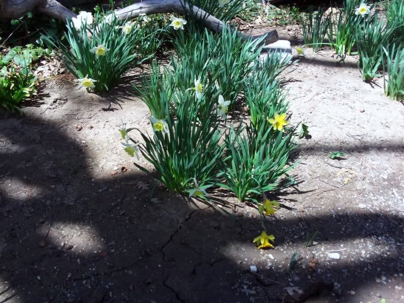 Daffodils1