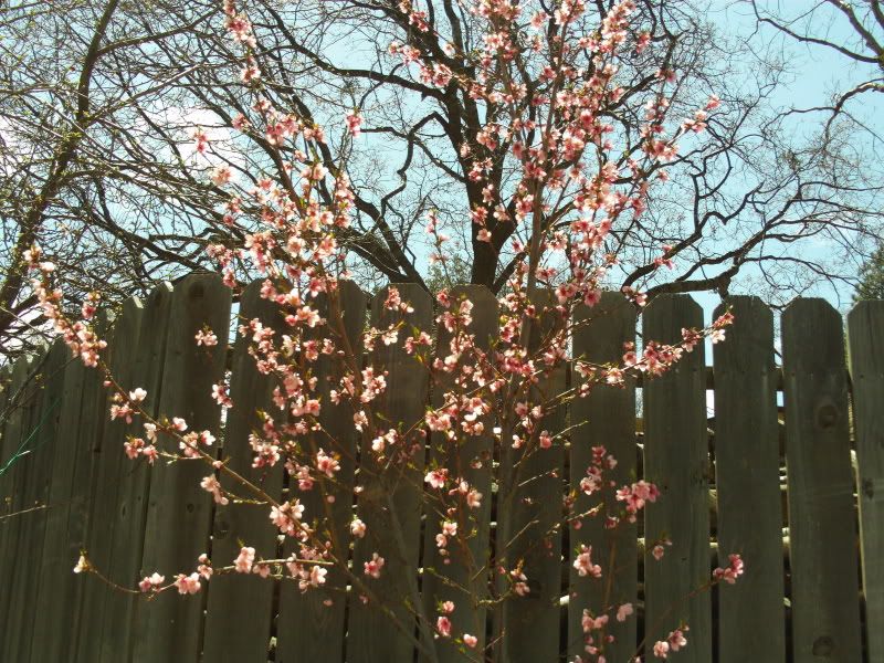 Blooming Tree