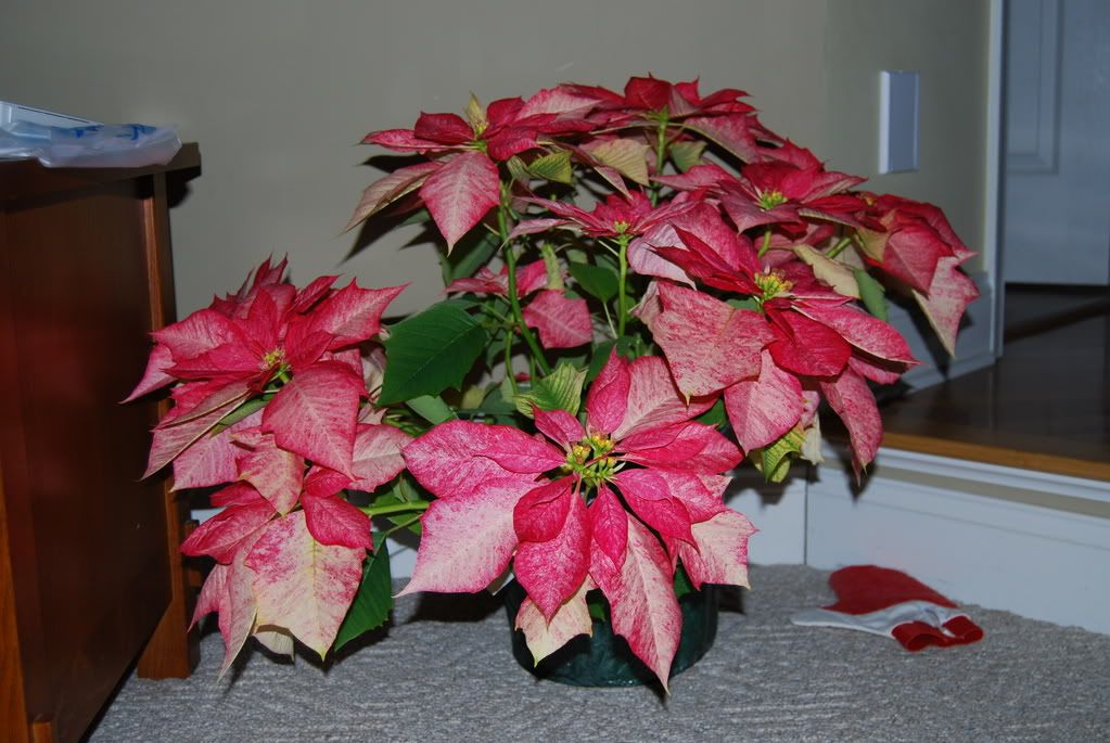 why do poinsettia leaves turn yellow