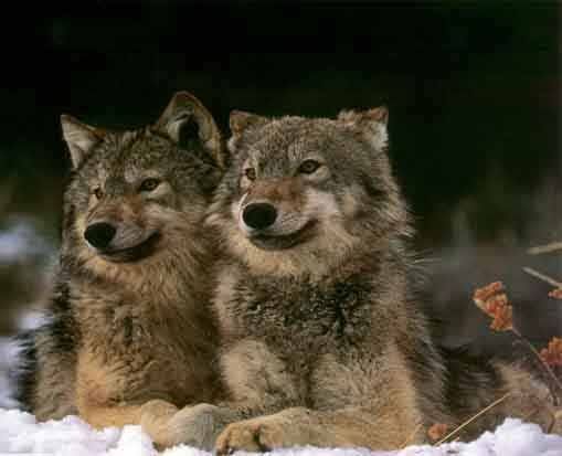 Wolves Pictures, Images and Photos