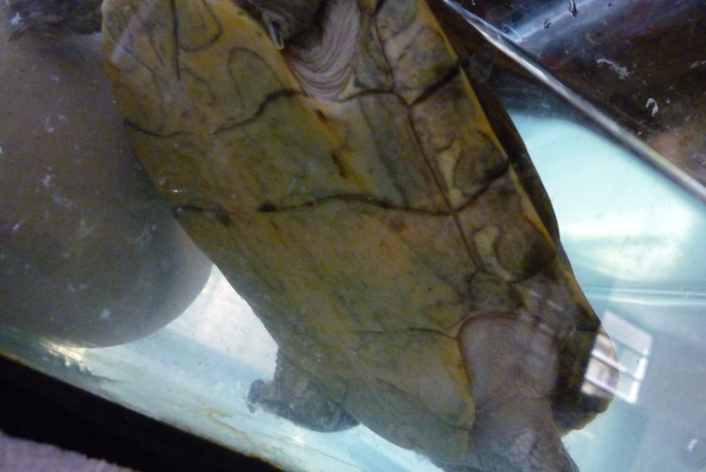 White Spots, Shedding Skin in Rescued Turtle Big Pond Turtle Forum
