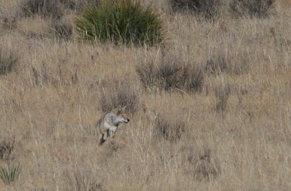 coyote3-14-09013.jpg