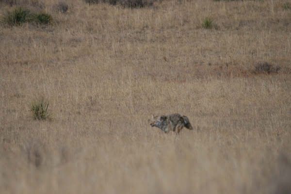 coyote3-14-09019.jpg