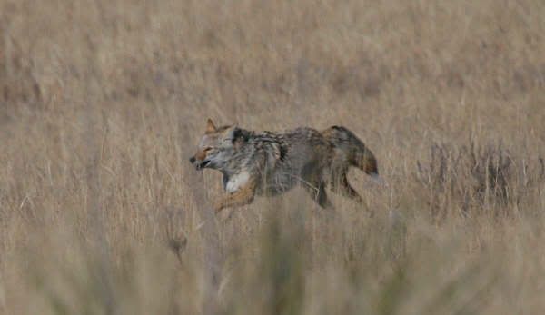coyote3-14-09020.jpg