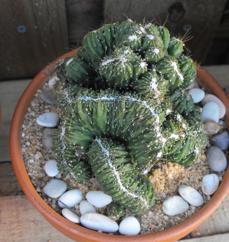 Some unusual Cacti and succulents needing ID Please Cactus