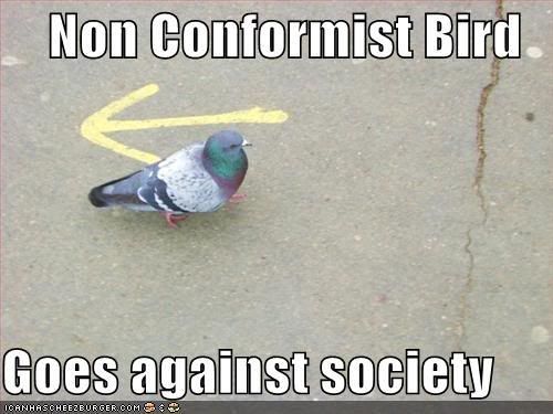 funny-pictures-non-conformist-bird.jpg